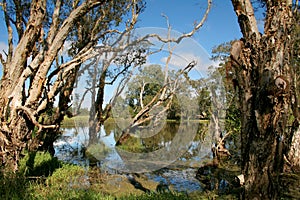 Wetlands photo