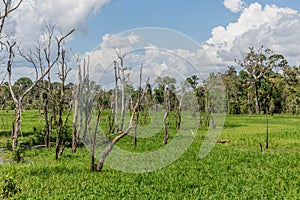 Wetlands in the Amazon Rainforest running alongside the river with green tropical foliage and exotic forest trees in State of Amaz