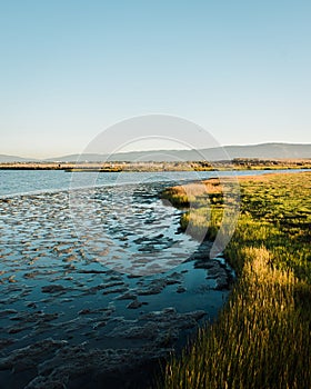 Wetlands at Baylands Nature Preserve, in Palo Alto, California