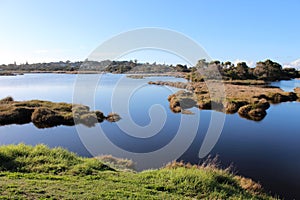 Wetlands at Big Swamp Bunbury Western Australia in late winter.