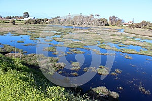 Wetlands at Big Swamp Bunbury Western Australia in late winter.