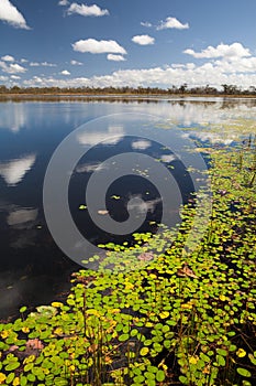 Wetlands billabong Australian swamp