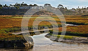 Wetlands, Cardiff, California photo