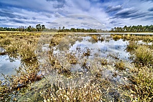 Wetlands in drente the netherlands with a forrest in the background