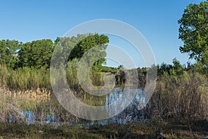 Wetlands in the Ela Audubon Wildlife refuge in Grand Junction,CO