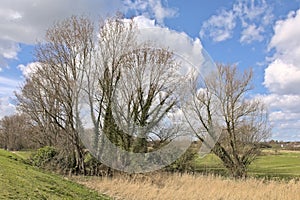 Field with reed and bare willow treess in the Flemish countryside photo