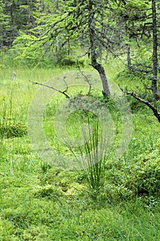Wetlands grass and crippled larch tree