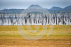 Wetlands, Kaudulla National Park, Sri Lanka