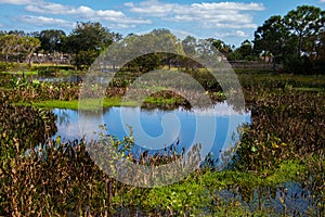 Wetlands landscape