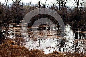 Wetlands in late autumn