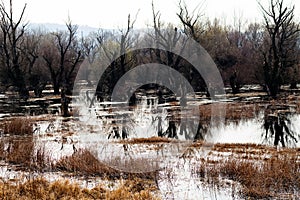 Wetlands in late autumn