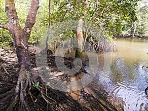 Wetlands Mangrove Trees