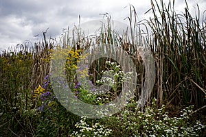 Wetlands or marshlands with native wildflowers and cattails