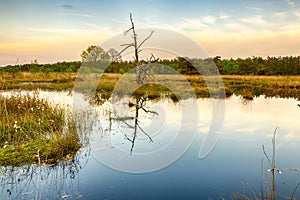 Wetlands and moorland on the national park Groote Zand near Hooghalen Drenthe during sunset