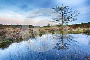 Wetlands and moorland on the national park Groote Zand near Hooghalen Drenthe during sunset