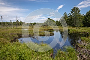 Wetlands in Muskoka in the summer