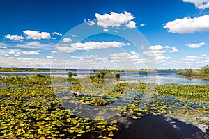 Wetlands in Nature Reserve Esteros del Ibera