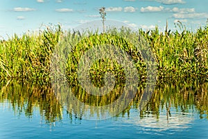 Wetlands in Nature Reserve Esteros del Ibera