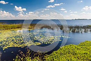 Wetlands in Nature Reserve Esteros del Ibera