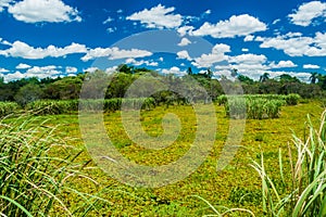 Wetlands in Nature Reserve Esteros del Ibera