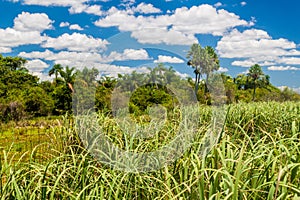 Wetlands in Nature Reserve Esteros del Ibera