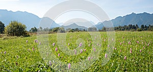 Wetlands near Ohlstadt, meadow with pink knotweed flowers, Murnauer Moos and bavarian alps