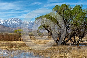 Wetlands in Owens Valley in California`s Eastern Sierra