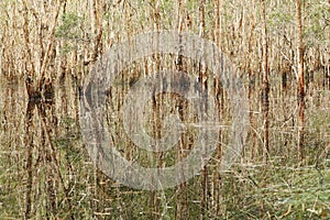 Wetlands paperbark ecosystem environmental image with reflection