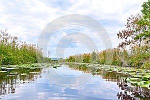 Wetlands of Rayong Botanical Garden in Rayong Province