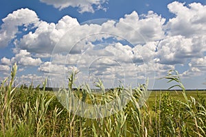 Wetlands and reeds