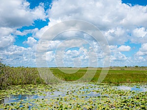 Wetlands in summer, Everglades, Florida, USA