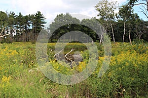 Wetlands surrounded by prairie flowers and edged with trees at Pine Dunes Forest Preserve in Illinois