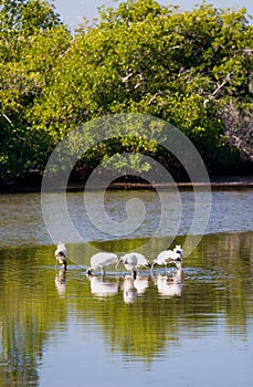 Wetlands Wildlife