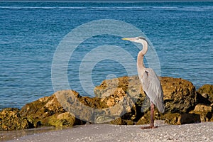 Wetlands Wildlife