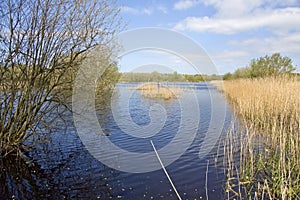 Wetlands wildlife reserve in Somerset, UK