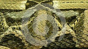 Wets African Gaboon Viper (Detail)