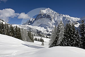 Wetterhorn in winter