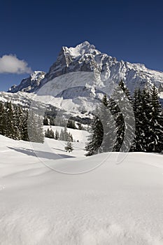 Wetterhorn in winter