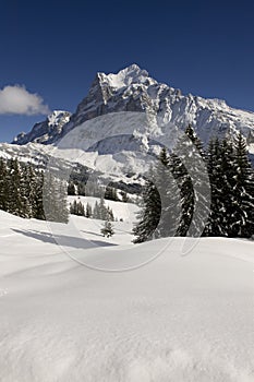 Wetterhorn in winter photo