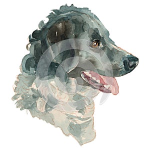 The Wetterhoun watercolor hand painted dog portrait