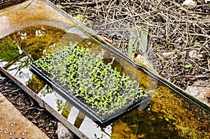 Wetting Young Plant From A Metal Tray