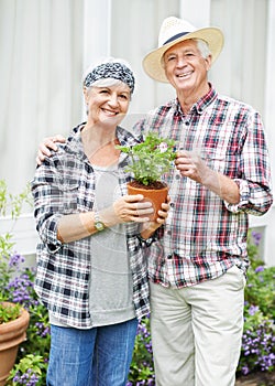 Weve never had the time to garden before. A happy senior couple busy gardening in their back yard.