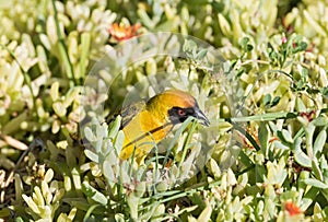 Wever bird collects building material for his new nest