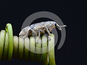 A wevil is sitting on a green thread on a black background