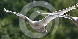 Wgooper Swan Cygnus cygnus in flight photo