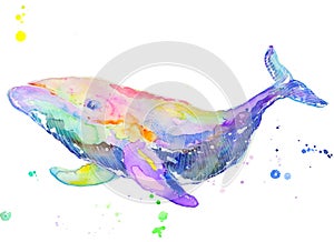Whale Aquarelle watercolor isolated