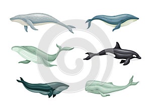 Whale as Aquatic Placental Marine Mammal with Flippers and Large Tail Fin Vector Set