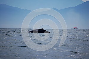 Whale in Bay of Banderas photo