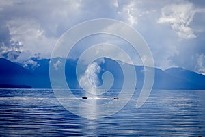 Whale blow photo
