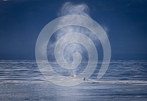 Whale blow photo